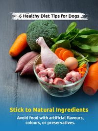 Pet Nutrition & Wellness Guidance