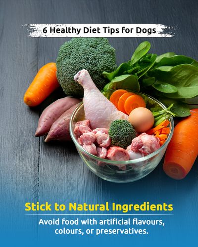 Pet Nutrition & Wellness Guidance