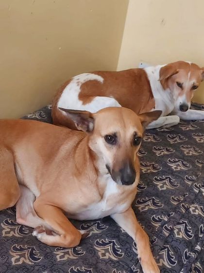 Two of our indie guests sharing a mattress. They became best friends during their stay.
