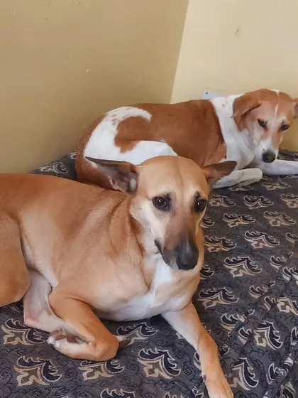 Two of our indie guests sharing a mattress. They became best friends during their stay.