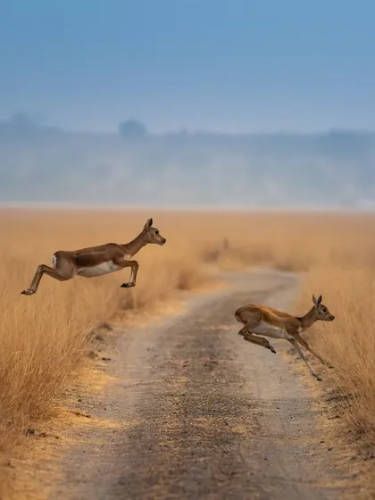 The sheer energy of blackbucks in motion. On my tours in the grasslands of Taal Chhapar, I teach you how to anticipate action and use techniques like panning to freeze these split-second moments of flight, creating dynamic images that tell a story of speed and grace.