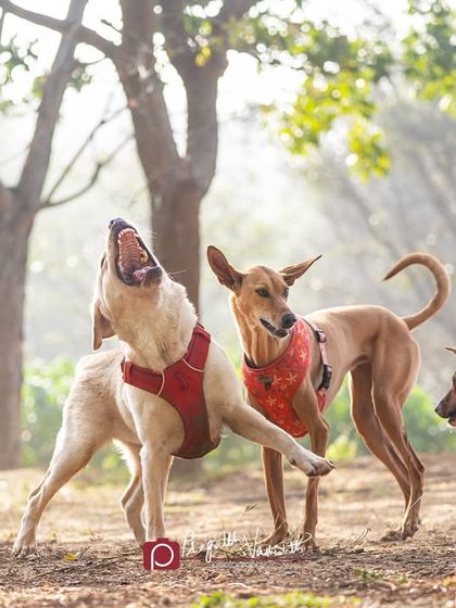 Pragalbh - Animal Rescue & Advocacy Photography Paws & Peaks: Outdoor Adventures photo 5