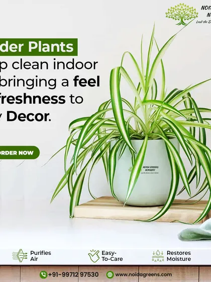Spider Plant hawa ko saaf karke aapke decor mein freshness laata hai. Iski dekhbhaal aasan hai aur yeh hawa mein nami bhi banaye rakhta hai.