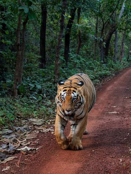 Tigers of India's Jungles photo 81