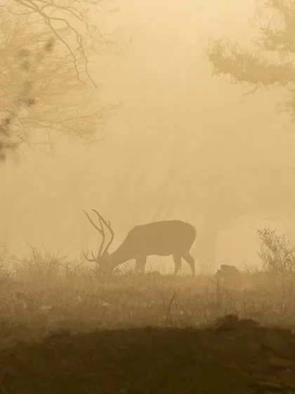 A Spotted Deer stag grazes in the ethereal morning mist of Ranthambore. This image captures the magical atmosphere of the jungle at dawn, a key element of the safari experience that we chase for the best light and animal activity.