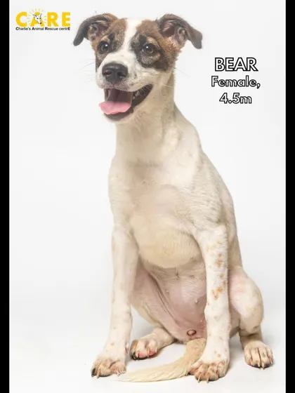 Meet Bear, a beautiful 4.5-month-old girl with a heart full of hope. She is vaccinated, healthy, and waiting for a family to call her own. Could that family be yours?
