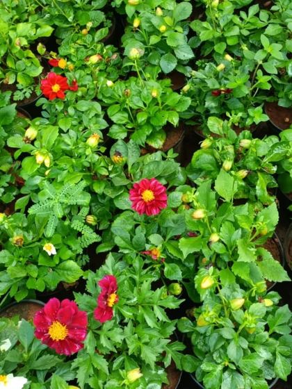 Sqft Farm - Garden & Landscape Design and Setup Our Plants & Planters photo 16