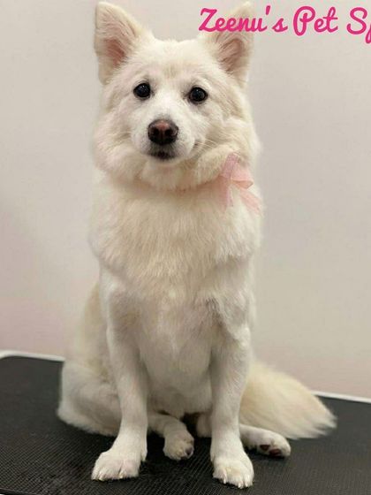 Zeenu's Pet Spa - Dog Grooming & Spa We Love All Breeds photo 13