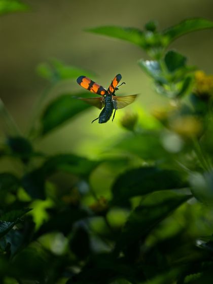 A wider shot of the blister beetle in flight, giving a sense of its environment.