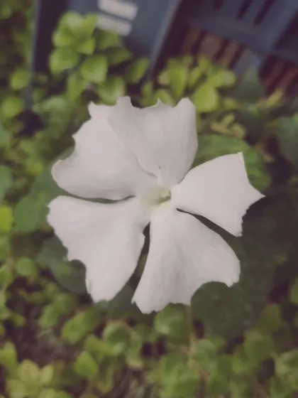 A white periwinkle flower, a hardy plant that blooms almost all year round, adding constant color and life to the garden.
