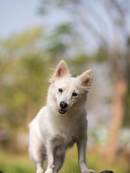 Pragalbh - Fine Art Pet Photography Outdoor Adventures photo 44