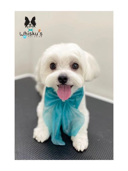 Furrybells Pet Grooming - Pet Grooming (Dogs & Cats) Breed-Specific Dog Styles photo 42