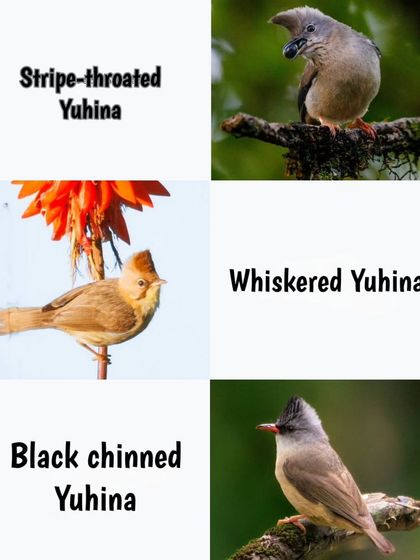 This collage shows three species of Yuhina I've photographed: the Stripe-throated, Whiskered, and Black-chinned Yuhina, all found in the Himalayas.