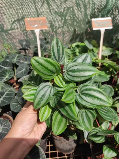 A close-up of a Peperomia with stunning striped leaves. We are always updating our collection with new and interesting foliage plants at our Horamavu branch.