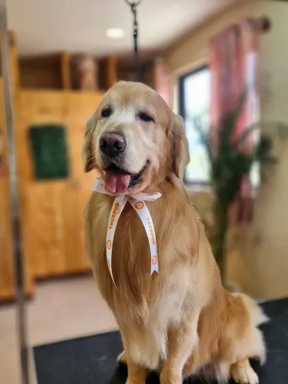 Mamppi Deb - Pet Grooming & Styling Golden Retriever & Large Breed Grooming photo 12