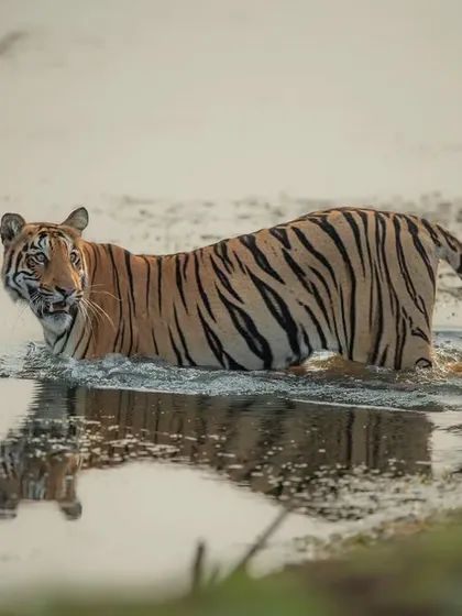 Choti Madhu wading through the water, a beautiful reflection captured in the still surface.