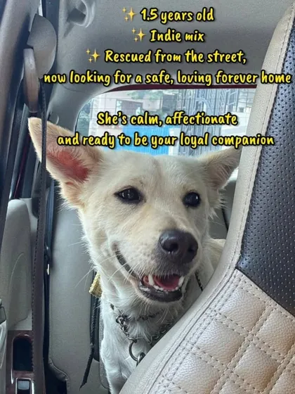 Just look at this hopeful face. This is a 1.5-year-old Indie mix we rescued from the street, now looking for her forever home. She is calm, affectionate, and a perfect example of the loving companions our Indian dogs can be when given a chance.