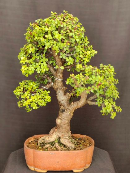 A small, charming Jade bonsai, perfect for a beginner. This tree is a great starting point for anyone wanting to learn the art of bonsai.
