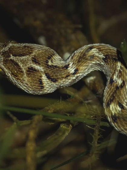 The distinctively shaped head of a Saw-scaled Viper, one of the venomous snakes we encounter during our specialized herping expeditions.