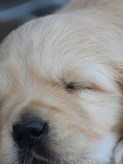 A close-up of a sleeping Golden Retriever puppy. We ensure our pups have a peaceful and secure space to grow.