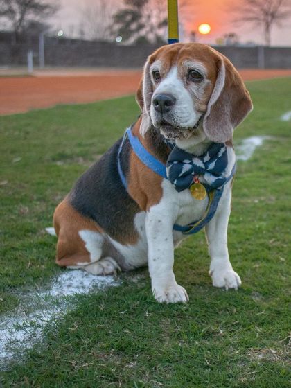 This dapper beagle, dressed in a smart bow tie, poses for a photo against the sunset at our Furry Fashion Fiesta. I ensure the venue and timing are perfect for capturing beautiful memories.