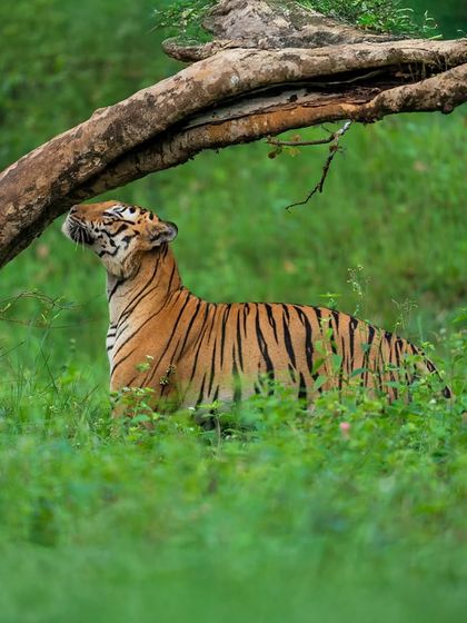 Karadi Male of Bandipur, resting under a tree. His story is one of power and resurgence, a narrative I've followed closely and share with my guests to give them a deeper connection to the animals we see.