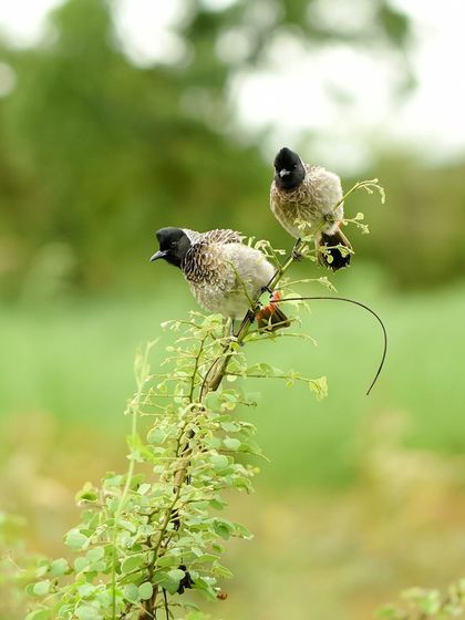 The Wild in Action photo 7