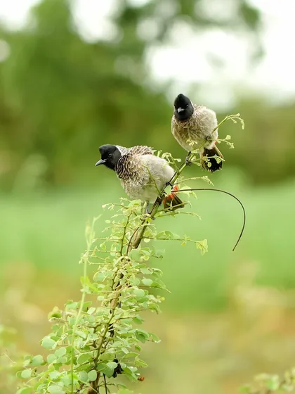 A quiet moment between a pair of bulbuls. Capturing bird behavior like this requires a gentle approach to witness their natural interactions.