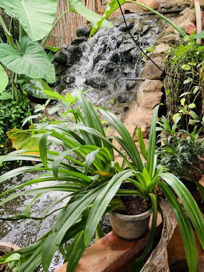A small, man-made waterfall cascades over rocks into a pond, surrounded by greenery. The gentle sound of water adds to the tranquil ambiance of our resort.