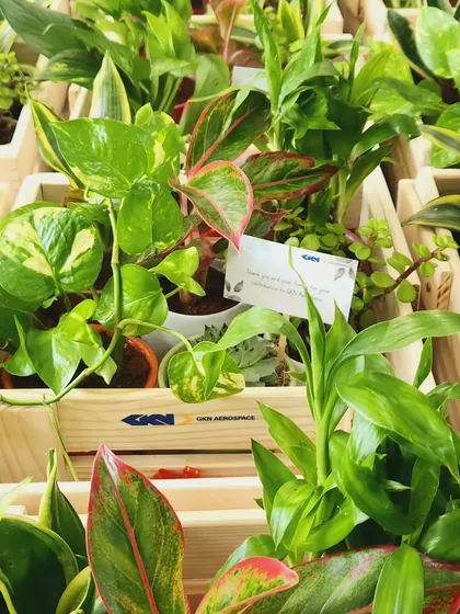 A view of multiple gift hampers prepared for GKN Aerospace, each filled with a lush assortment of plants like Pothos, Aglaonema, and succulents. We can manage bulk orders for large-scale corporate gifting needs.