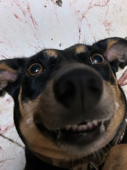 That cheeky grin is what it's all about. I love capturing the fun and silly moments to send to you, so you never miss out on your dog's adorable antics.