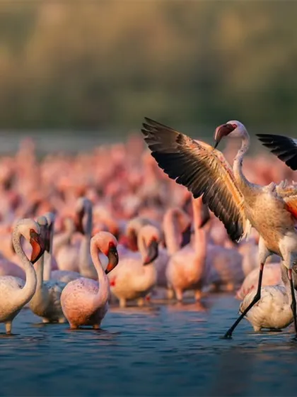 A lesser flamingo rises above the flock, its wings spread wide in a display of dominance and grace. This shot captures the dynamic energy of the thousands of flamingos that visit Navi Mumbai's wetlands.