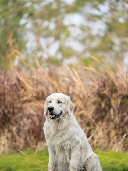 Pragalbh - Fine Art Pet Photography Outdoor Adventures photo 41
