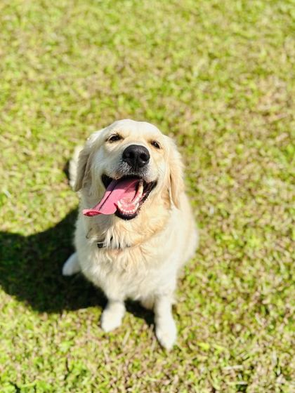 The Pawsome Camp - Dog Daycare & Boarding Our Pack: Portraits from the Camp photo 50