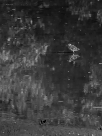 A lone bird stands in the water, its reflection captured in monochrome. This minimalist image focuses on solitude and the texture of the water's surface.