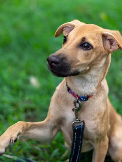 Govind Raj - Dog Training & Behavior Modification For Every Kind of Dog photo 6