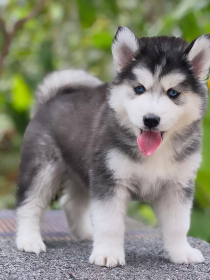 A duplicate image highlighting the excellent conformation and happy demeanor of this premium Husky puppy.