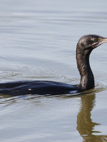 Waders, Ducks & Waterbirds photo 30