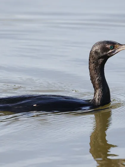 The Little Black Cormorant, or Little Black Shag, is common in Australia and New Zealand. I loved capturing this elegant, blue-eyed beauty during a sunny morning in Sydney.