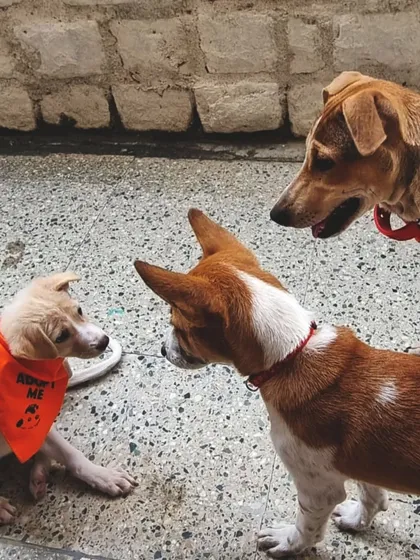 We were thrilled to support a puppy adoption drive. It was a joy to see so many adorable pups, like this little one wearing an 'Adopt Me' bandana.