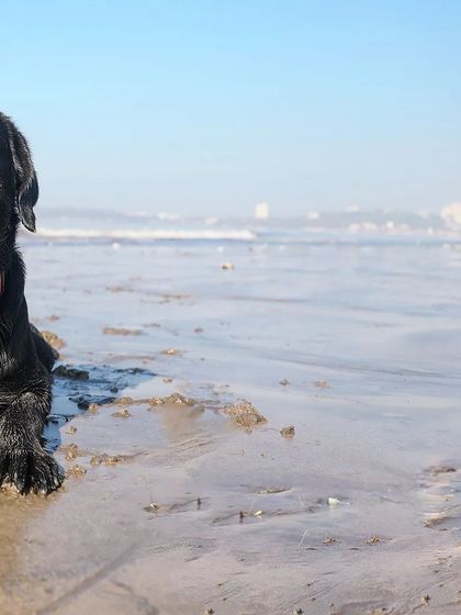 Sniff Stories - Pet Videography Paws, Splashes, and Muddy Noses photo 34