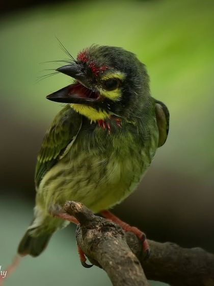 Feathered Friends & Winged Messengers photo 6
