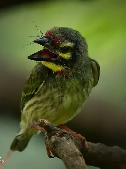 The baby barbet calling out for its parents. Capturing these moments of interaction and dependency is a key part of documenting animal family life.