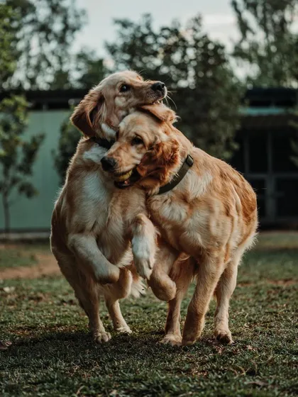It's not just boarding, it's a social club. I ensure all dogs get to play and make new friends in a safe, supervised environment, which is key for a happy dog vacation.