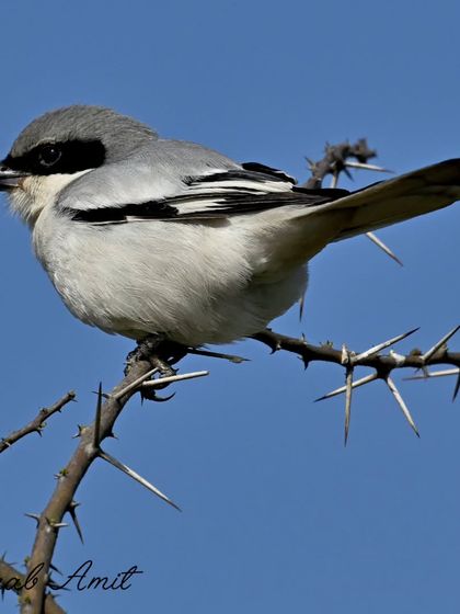 Birds of Prey & Hunters photo 6