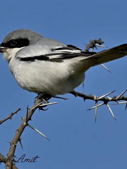 The Great Grey Shrike, another 'Butcher Bird', surveys its territory in the open fields of Haryana. Its distinct black mask gives it a menacing look, fitting for a bird that hunts insects, lizards, and even small rodents with silent precision.
