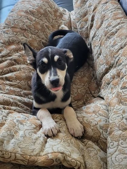 Just relaxing on the couch, waiting for my forever family to find me. Sofie is a gentle soul who loves to cuddle and would make a wonderful companion for anyone in the Delhi NCR area.