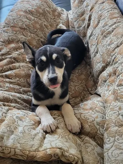 Just relaxing on the couch, waiting for my forever family to find me. Sofie is a gentle soul who loves to cuddle and would make a wonderful companion for anyone in the Delhi NCR area.