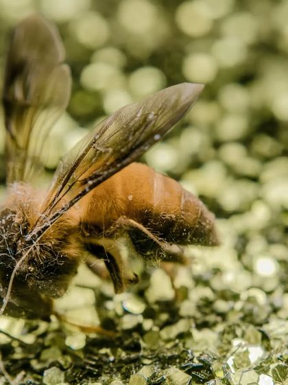 Zahid Moledina - Photography The World Up Close: Nature & Macro photo 37