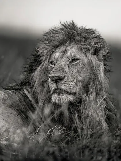 The Dudes of Mara. In black and white, this male lion becomes an iconic, almost mythic figure. The play of light and shadow on his mane and face captures his raw power and timeless strength.